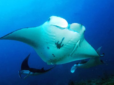 Manta Trust 500 Miles Expedition