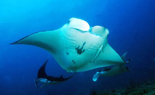 Manta Trust 500 Miles Expedition