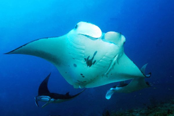Manta Trust 500 Miles Expedition