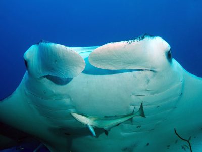 Maldives Manta Expedition