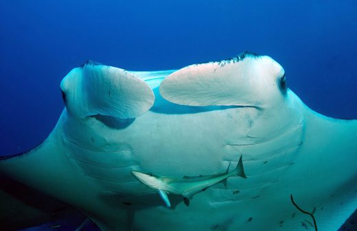 Maldives Manta Expedition