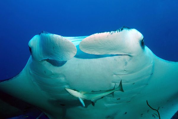 Maldives Manta Expedition