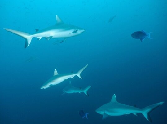 MALDIVES In the pass with Sharks