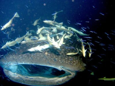 MALDIVES Night Dive Cruise