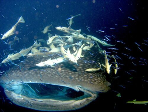 MALDIVES Night Dive Cruise