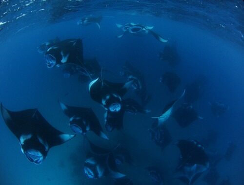 MALDIVES Manta Trust